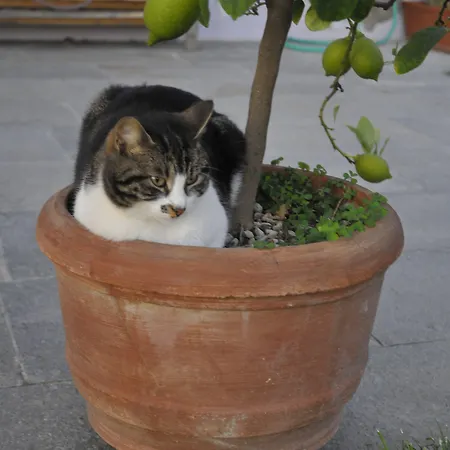Kır Evi Casa Lucesole Fontanile